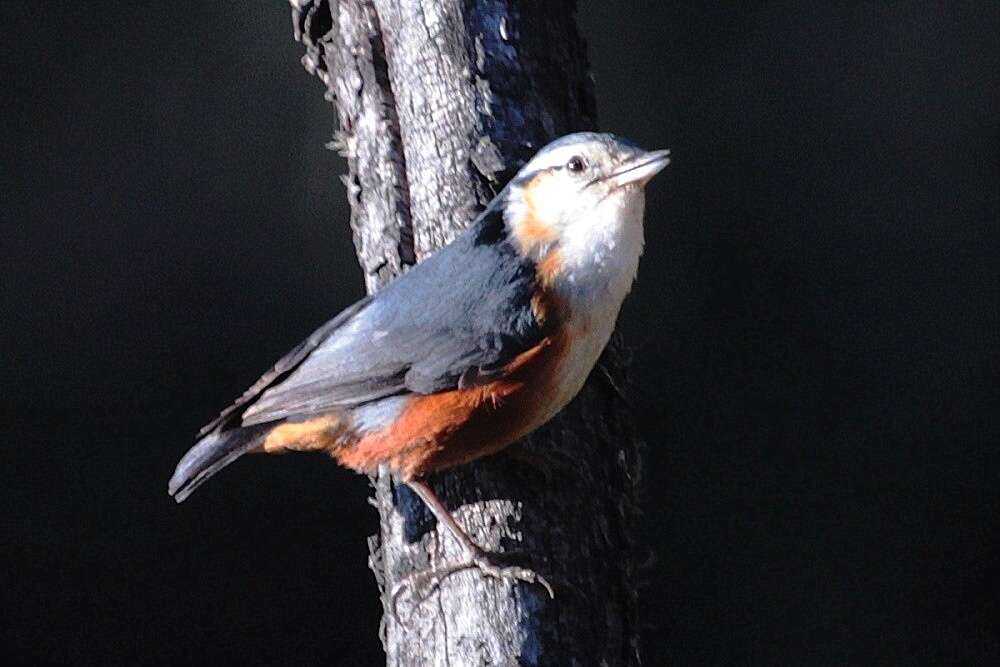 Image of White-browed Nuthatch