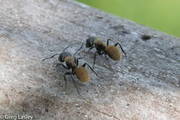 Image of Camponotus darwinii Forel 1886