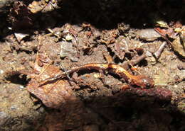 Image of Shenandoah Salamander