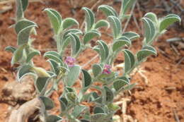 Image of Requienia sphaerosperma DC.