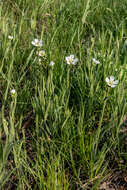 Image of great chickweed