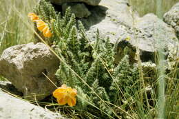 Image of Caiophora pentlandii (Paxton) G. Don ex Loudon