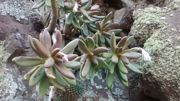 Image of Pachyphytum viride Walther