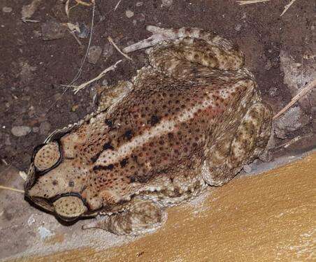 Image of Southern Round-gland Toad