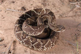 صورة Crotalus durissus terrificus (Laurenti 1768)