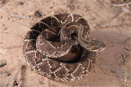 Image of Crotalus durissus terrificus (Laurenti 1768)