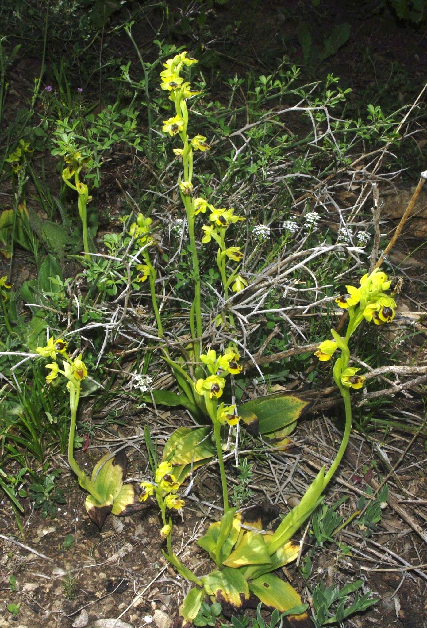 Image of Ophrys battandieri E. G. Camus