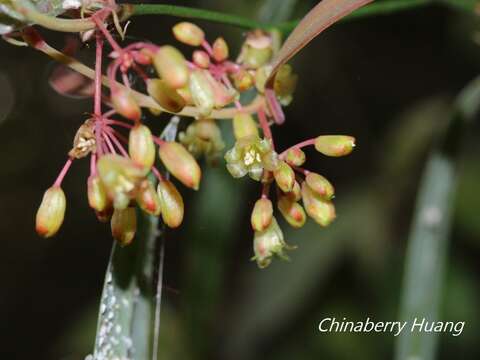 Image of Smilax elongatoumbellata Hayata