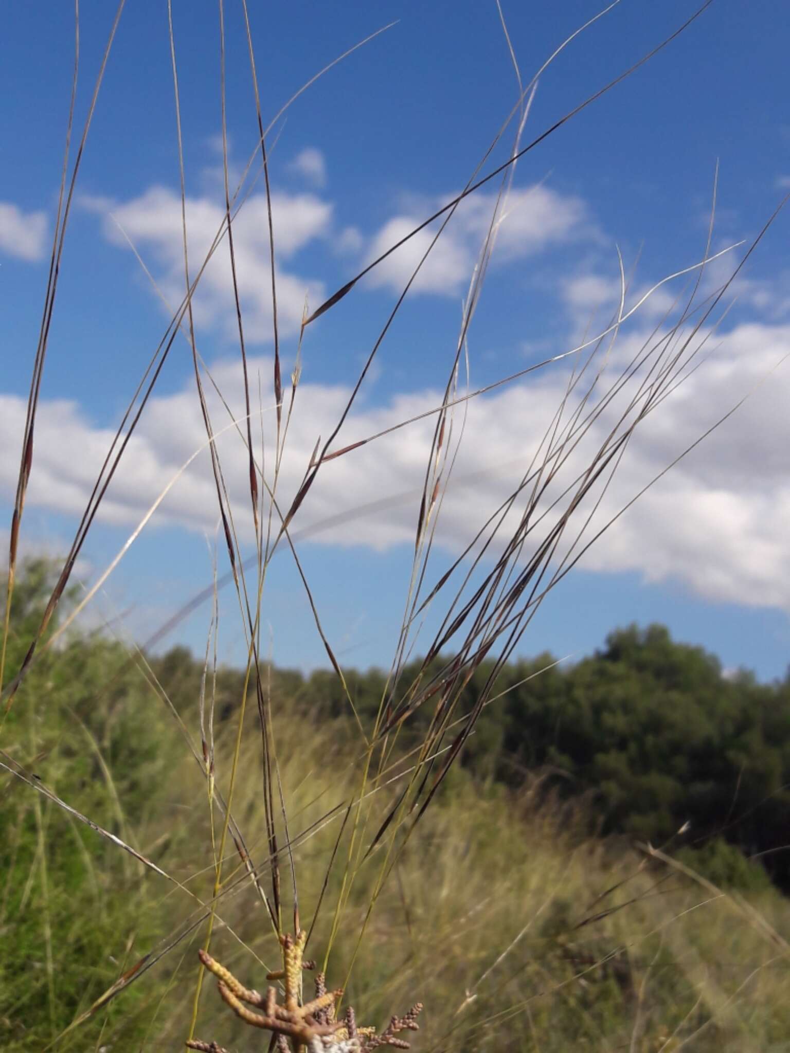 Stipa juncea L. resmi