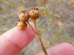 Image of Athanasia crenata (L.) L.