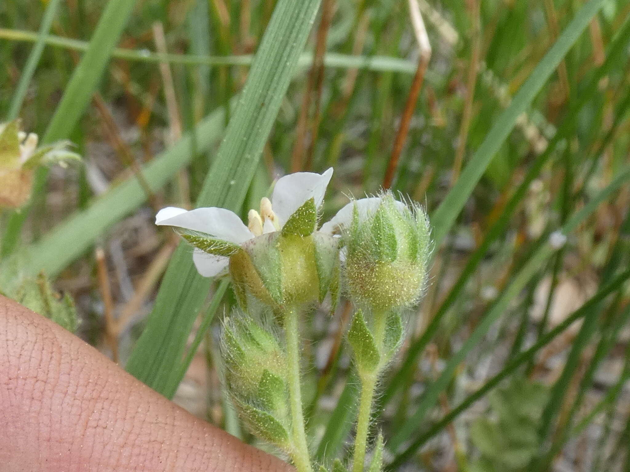 Image de Horkelia yadonii B. Ertter