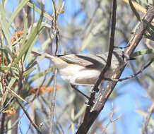 Image of Slaty-backed Thornbill