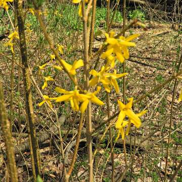 Image de Forsythia intermedia Zabel