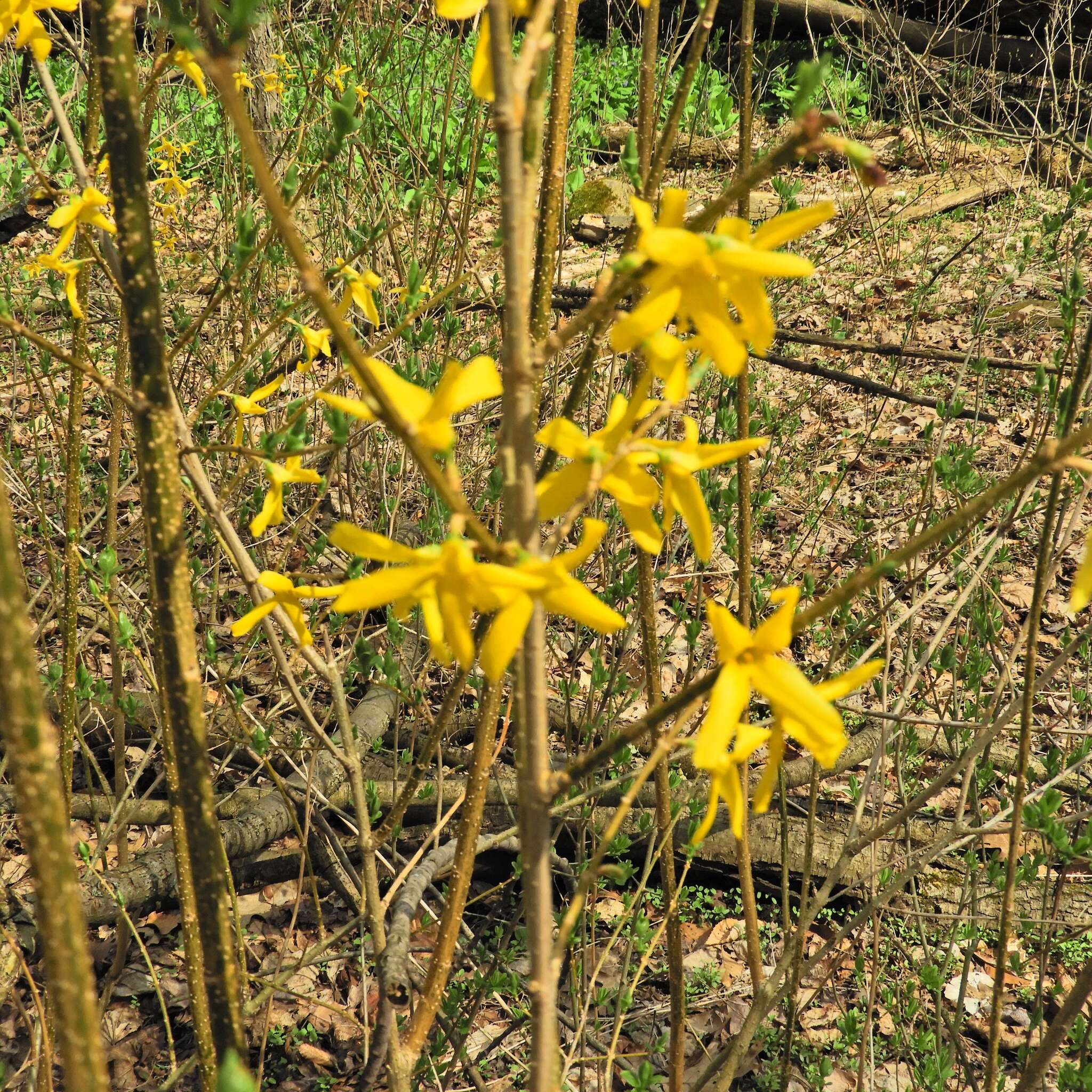 Image de Forsythia intermedia Zabel