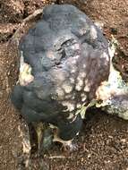 Image of Brefeldia