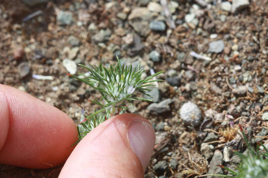 Image de Eriastrum abramsii (Elmer) Mason