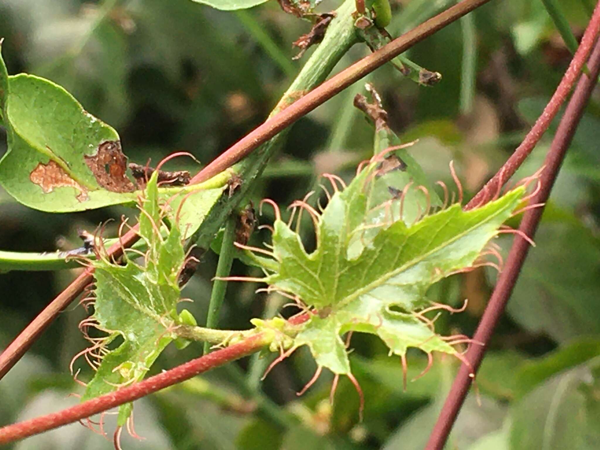 Image of Stigmaphyllon jatrophifolium A. Juss.