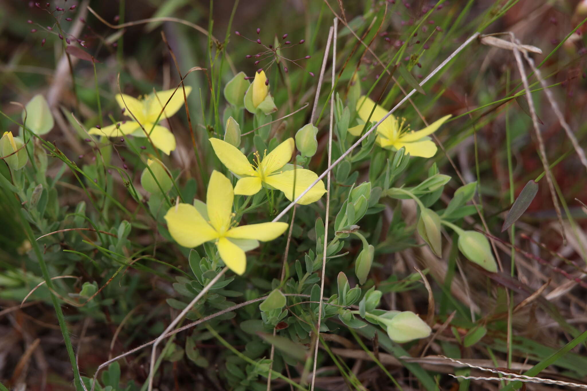 Image de Hypericum suffruticosum P. Adams & N. Robson