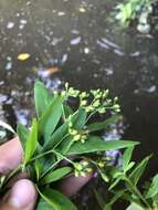 Imagem de Hypericum nudiflorum Michx. ex Willd.