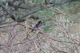 Image of Crimson-breasted Gonolek