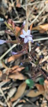 Image of Plumbago caerulea