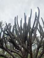 Image of Cotton Ball Cactus