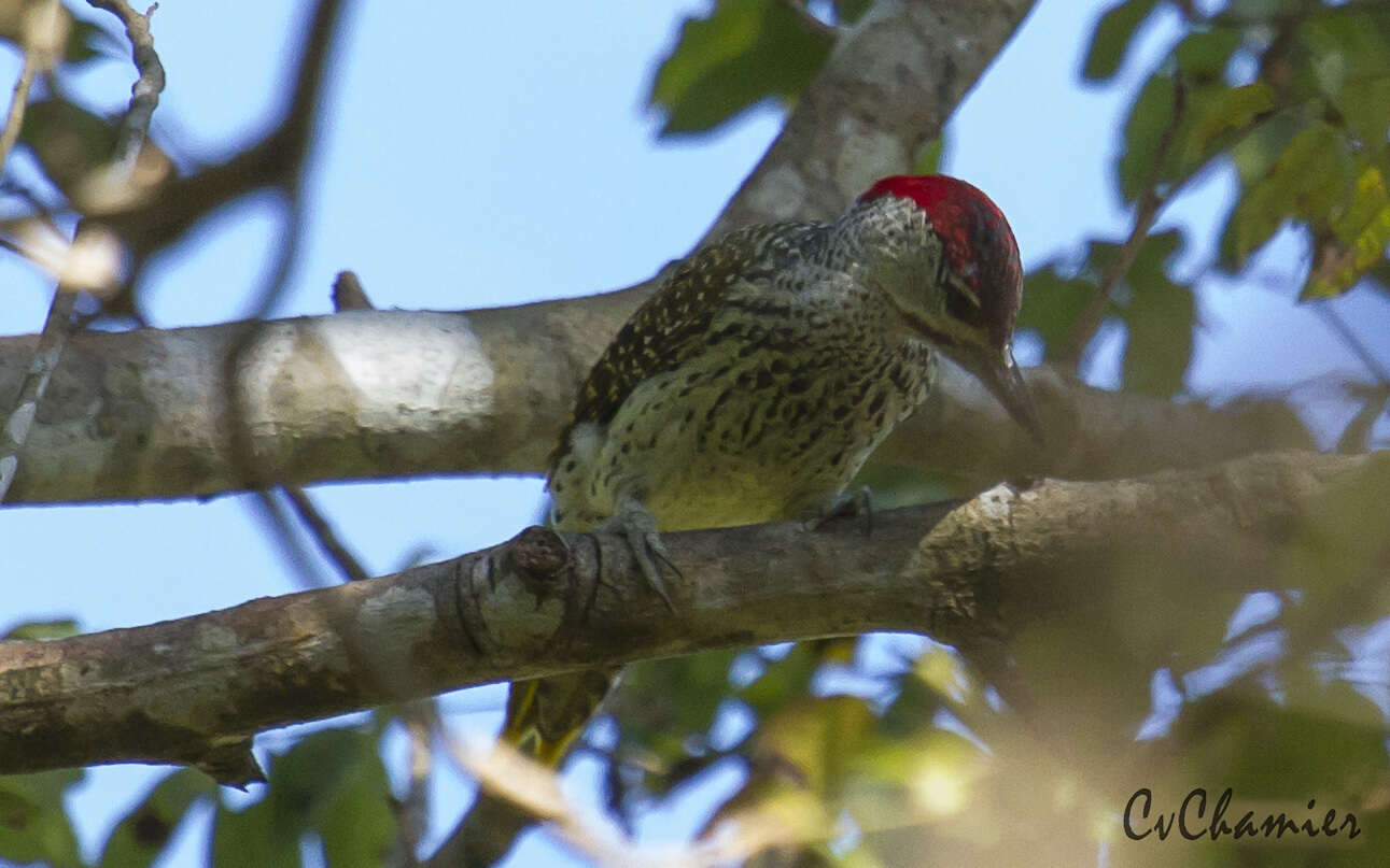 Image of Speckle-throated Woodpecker