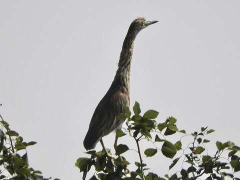 Image of Indian Pond Heron