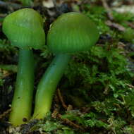 Image of Gliophorus viridis (G. Stev.) E. Horak 1971