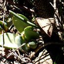 Image of Glottiphyllum linguiforme N. E. Br.