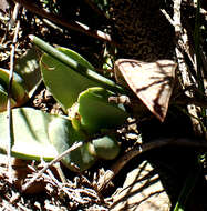 Image de Glottiphyllum linguiforme N. E. Br.