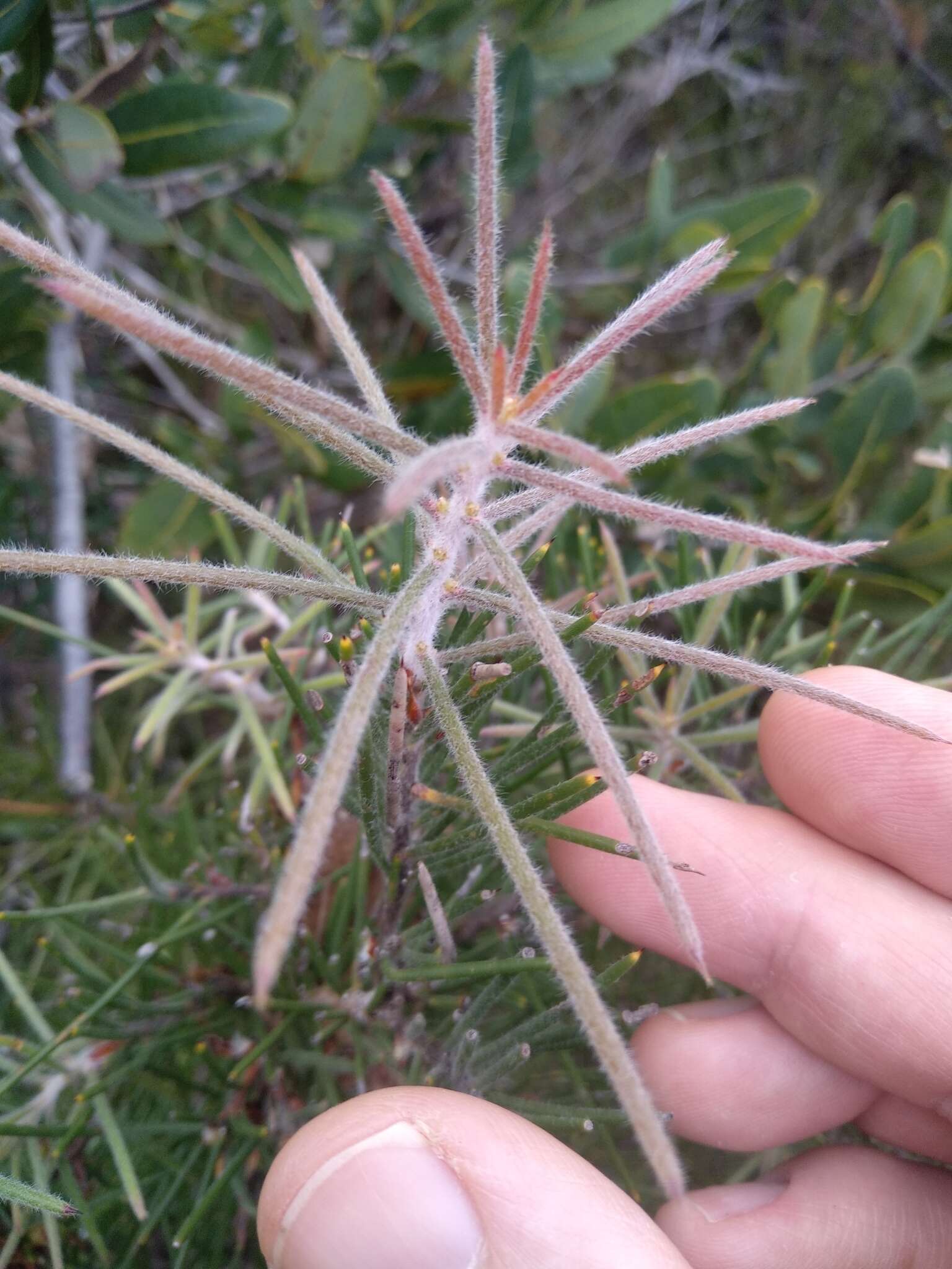 Image de Hakea gibbosa (Sm.) Cav.