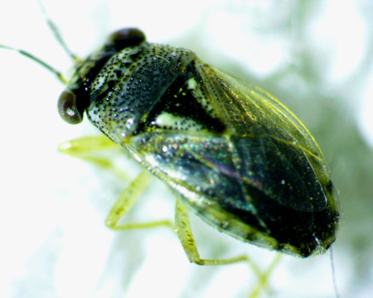 Plancia ëd <i>Geocoris punctipes</i>