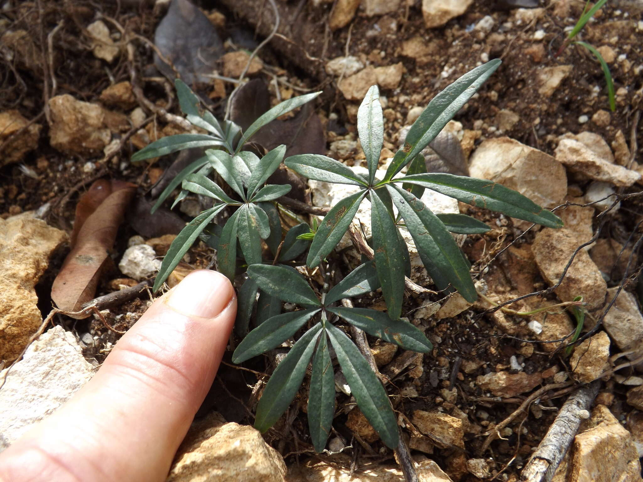 Imagem de Ipomoea heterodoxa Standl. & Steyerm.