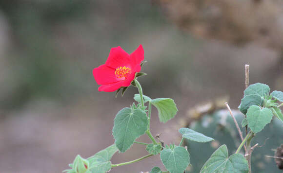 Image of heartleaf rosemallow