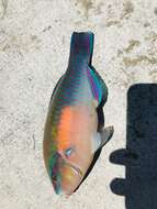 Image of Blue Chub