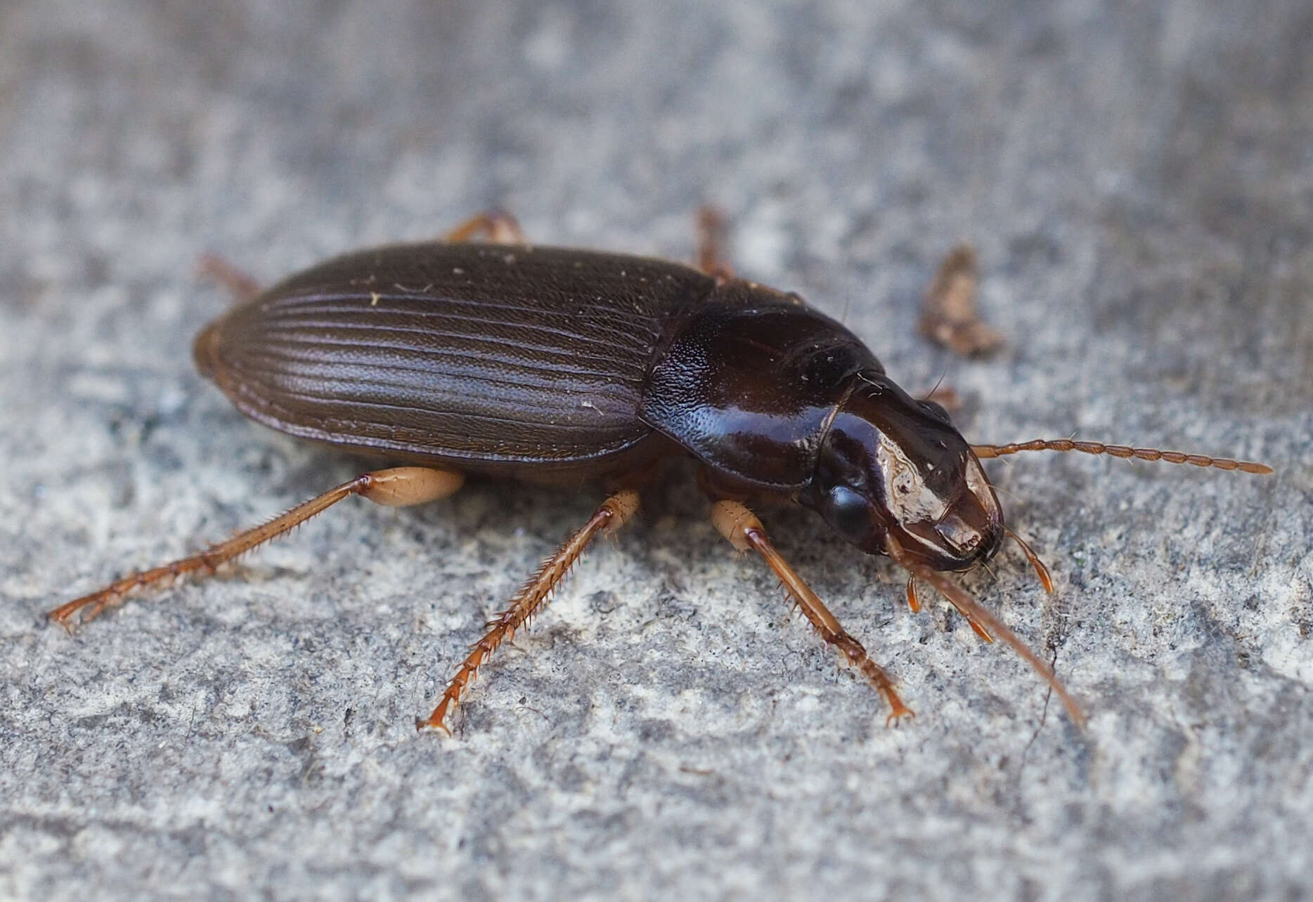 Imagem de Harpalus (Pseudoophonus) griseus (Panzer 1796)