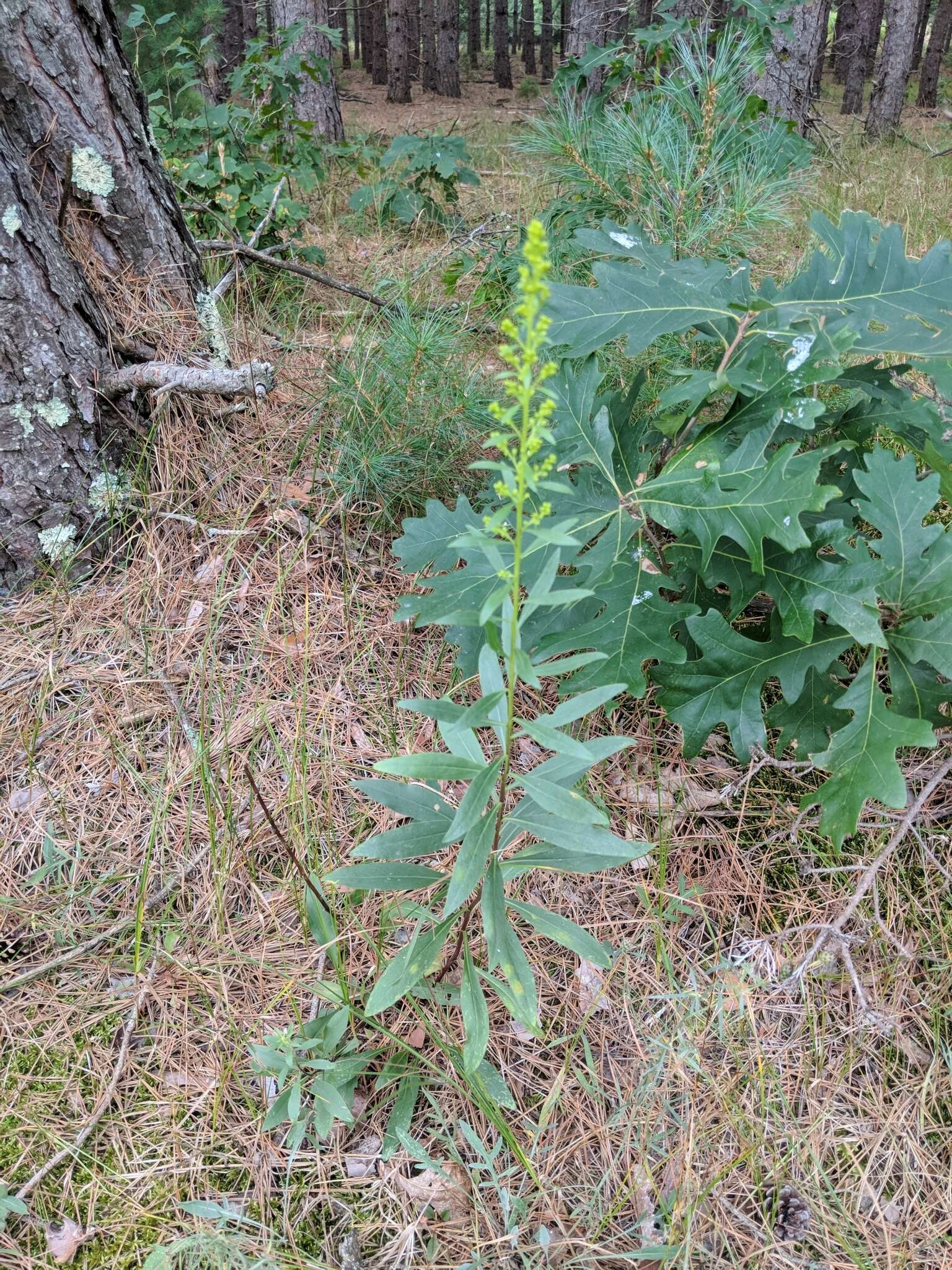 Image of showy goldenrod