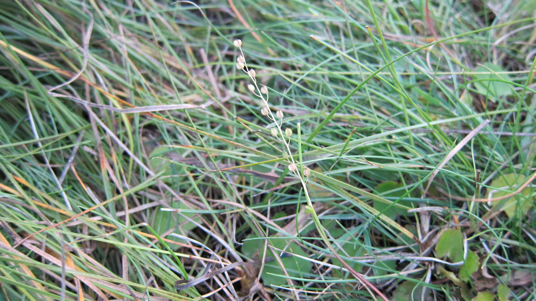 Image of three-rib arrowgrass