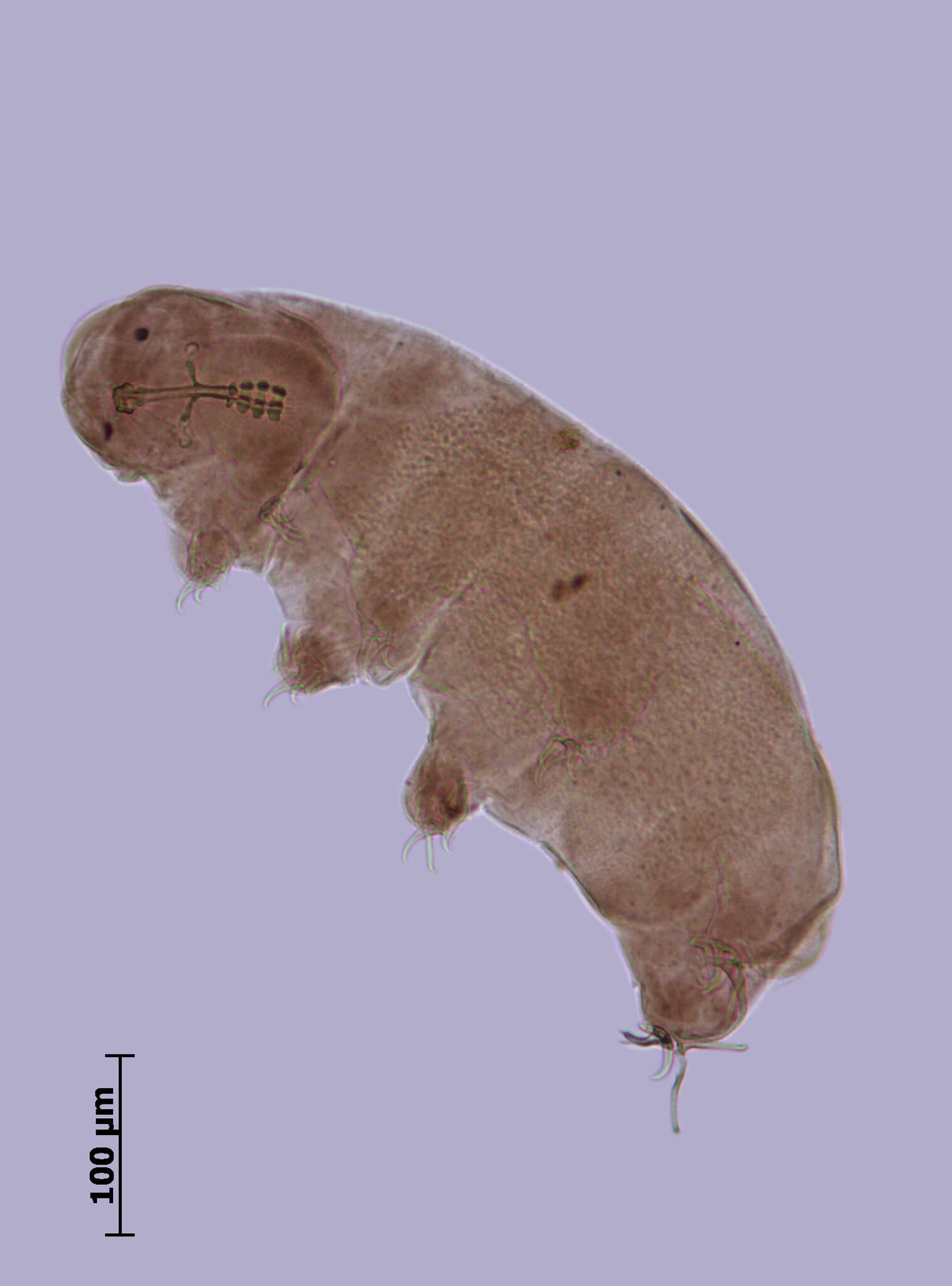 Image de Isohypsibius baicalensis (Ramazzotti 1966)