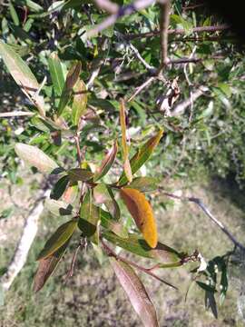 Image of Sebastiania schottiana (Müll. Arg.) Müll. Arg.