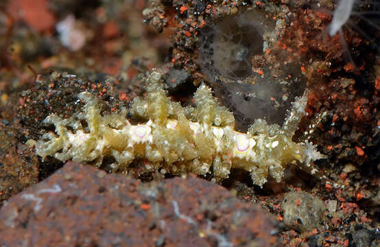 Image of Limenandra Haefelfinger & Stamm 1958