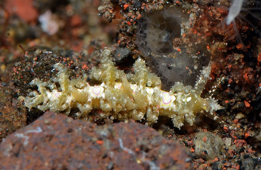 Image of Limenandra Haefelfinger & Stamm 1958