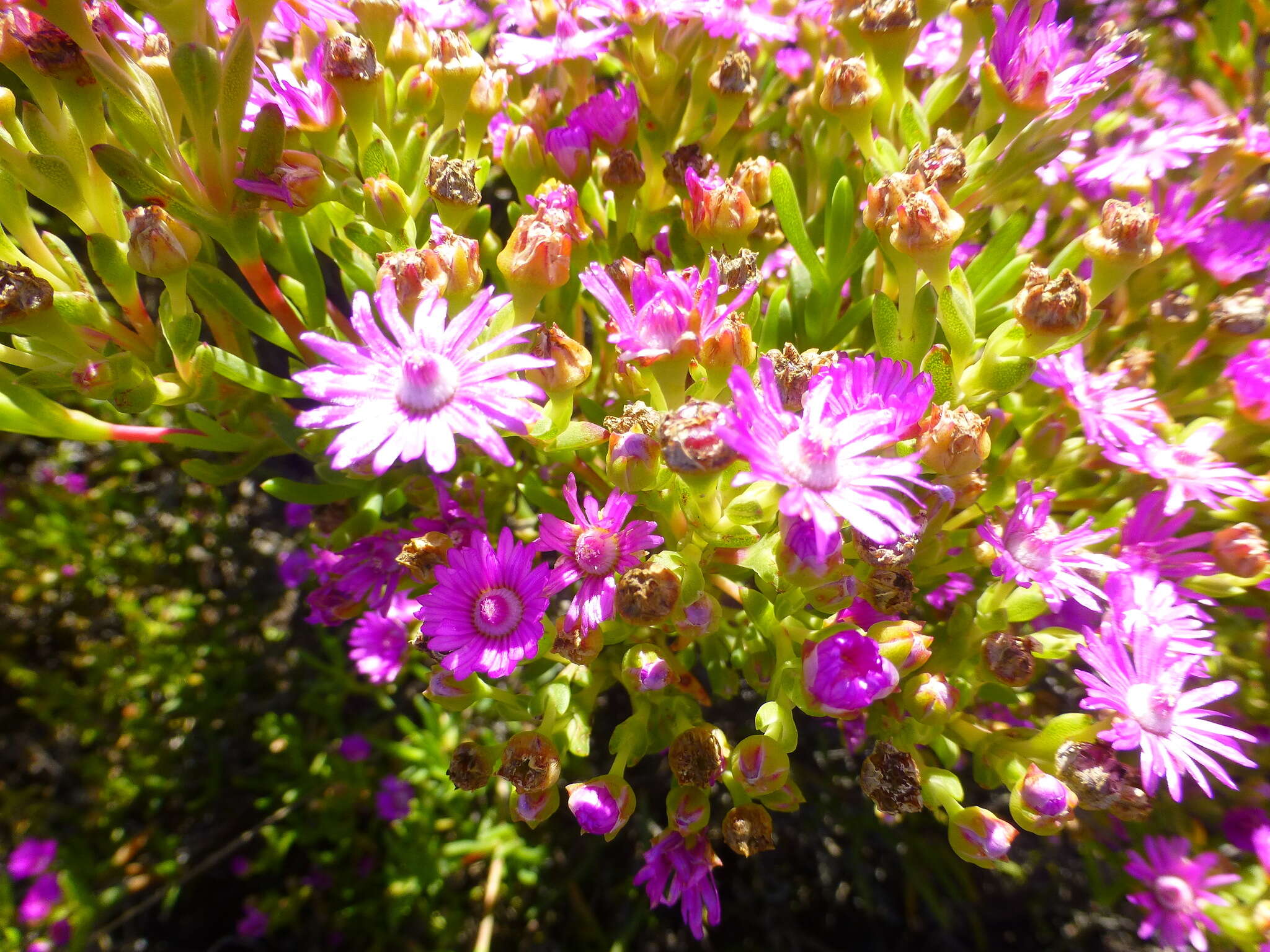 Image of Ruschia macowanii (L. Bol.) Schwant. apud Jacobsen