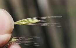 Image of brome fescue