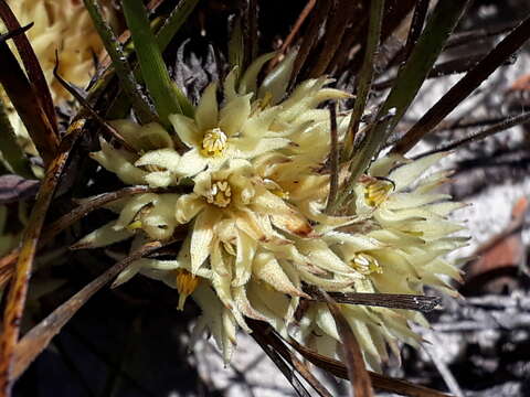 Image of Conostylis breviscapa R. Br.