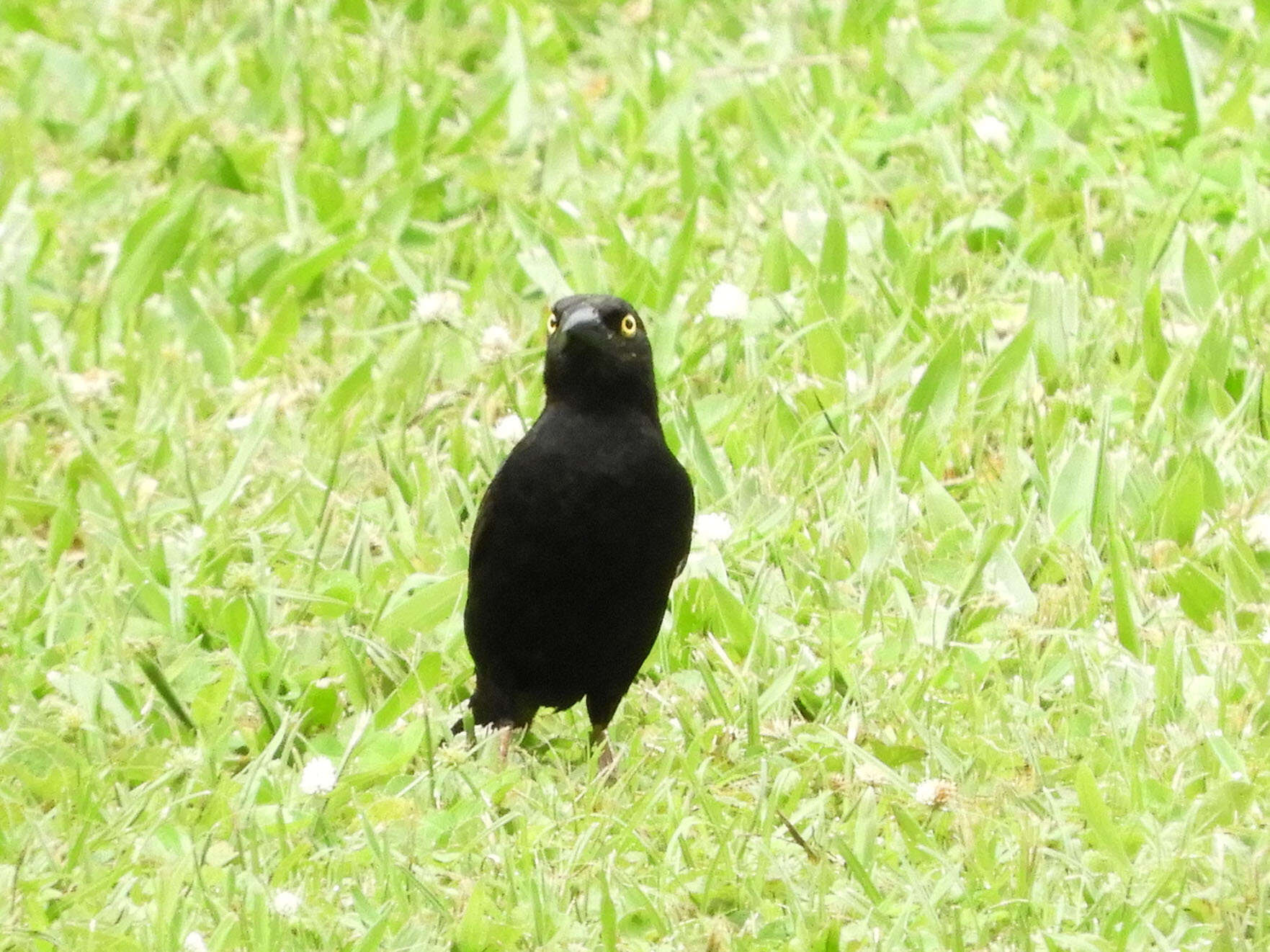 Image of Vieillot's Weaver