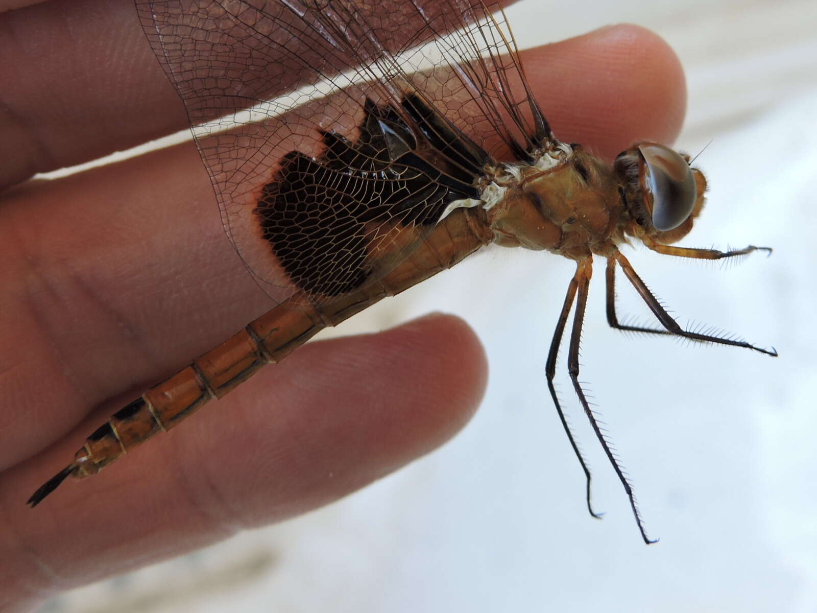 Image of Red Saddlebags