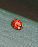 Image of Harlequin Ladybird