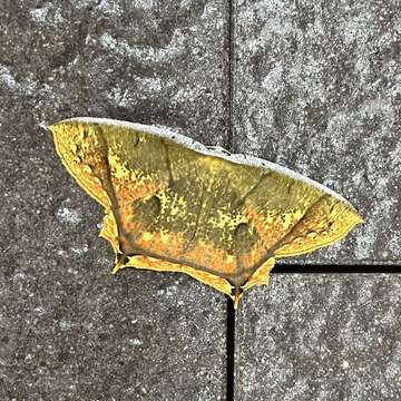 Image of Thinopteryx citrina Warren 1894